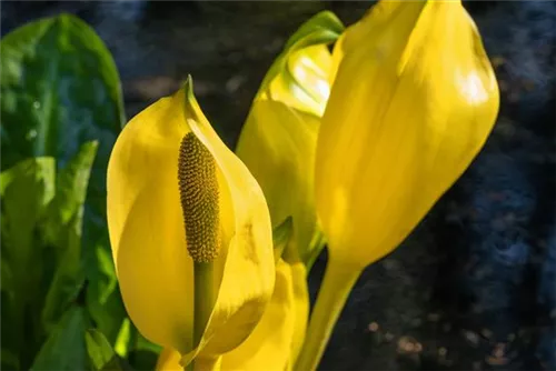 Amerikanische, gelbe Scheinkalla - Lysichiton americanus