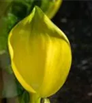 Amerikanische, gelbe Scheinkalla - Lysichiton americanus