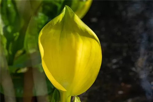 Amerikanische, gelbe Scheinkalla - Lysichiton americanus