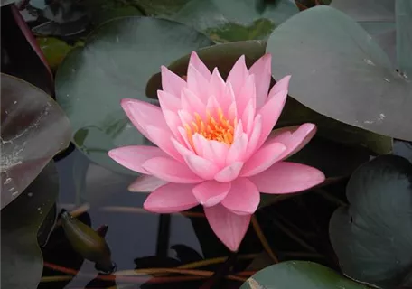 Nymphaea odorata 'Rosennymphe' - Wohlriechende Garten-Seerose