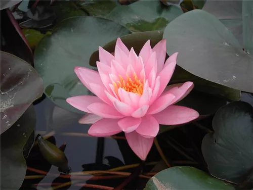 Wohlriechende Garten-Seerose - Nymphaea odorata 'Rosennymphe'