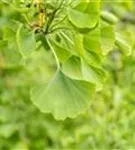 Breitwachsender Fächerblattbaum 'Horizontalis' - Ginkgo biloba 'Horizontalis'