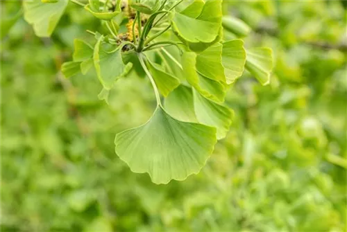 Breitwachsender Fächerblattbaum 'Horizontalis' - Ginkgo biloba 'Horizontalis'