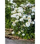 Immergrüne Garten-Schleifenblume - Iberis sempervirens 'Zwergschneeflocke'