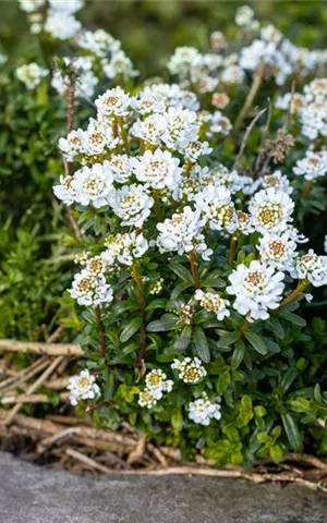 Iberis sempervirens 'Zwergschneeflocke'