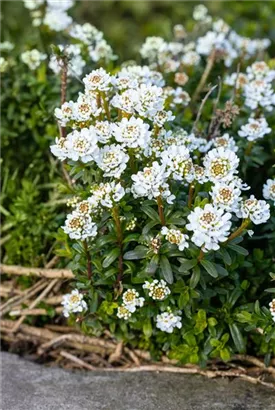 Immergrüne Garten-Schleifenblume - Iberis sempervirens 'Zwergschneeflocke'