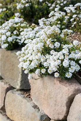 Immergrüne Garten-Schleifenblume - Iberis sempervirens 'Zwergschneeflocke'