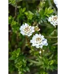 Immergrüne Garten-Schleifenblume - Iberis sempervirens 'Zwergschneeflocke'