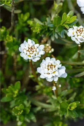 Immergrüne Garten-Schleifenblume - Iberis sempervirens 'Zwergschneeflocke'