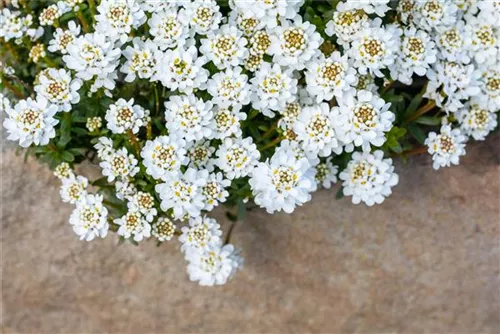 Immergrüne Garten-Schleifenblume - Iberis sempervirens 'Zwergschneeflocke'