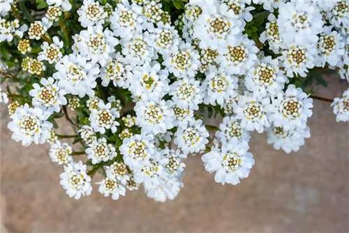 Immergrüne Garten-Schleifenblume - Iberis sempervirens 'Zwergschneeflocke'