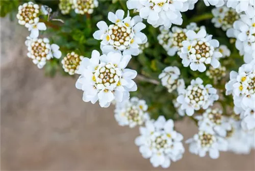 Immergrüne Garten-Schleifenblume - Iberis sempervirens 'Zwergschneeflocke'