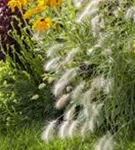 Garten-Federborstengras - Pennisetum alopecuroides 'Hameln'