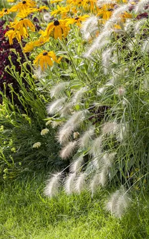 Pennisetum alopecuroides 'Hameln'