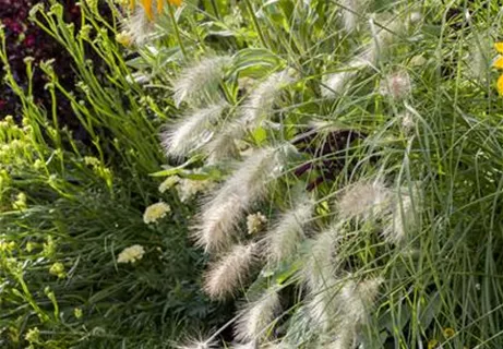 Pennisetum alopecuroides 'Hameln' - Garten-Federborstengras