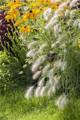 Garten-Federborstengras - Pennisetum alopecuroides 'Hameln'