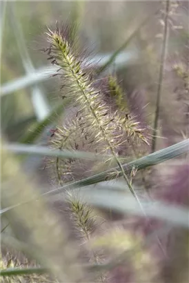 Garten-Federborstengras - Pennisetum alopecuroides 'Hameln'