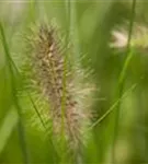 Garten-Federborstengras - Pennisetum alopecuroides 'Hameln'