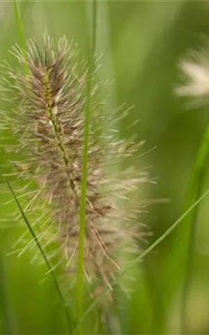 Pennisetum alopecuroides 'Little Bunny'