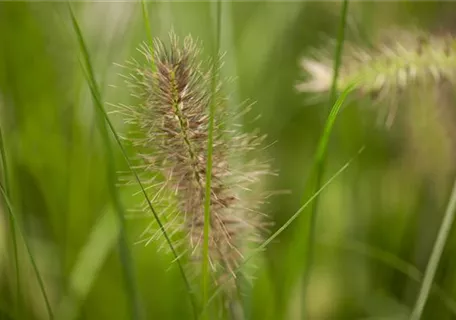 Pennisetum alopecuroides 'Little Bunny' - Garten-Federborstengras