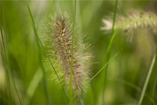 Garten-Federborstengras - Pennisetum alopecuroides 'Hameln'