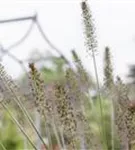 Garten-Federborstengras - Pennisetum alopecuroides 'Hameln'