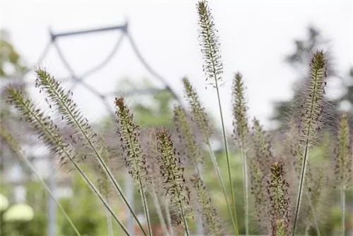 Garten-Federborstengras - Pennisetum alopecuroides 'Hameln'