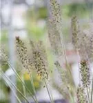 Garten-Federborstengras - Pennisetum alopecuroides 'Hameln'