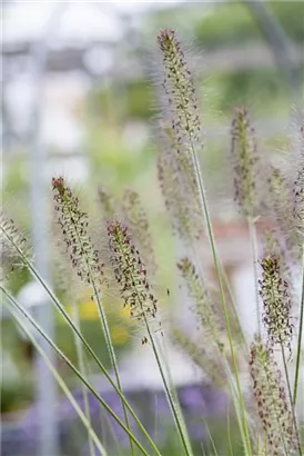 Garten-Federborstengras - Pennisetum alopecuroides 'Hameln'