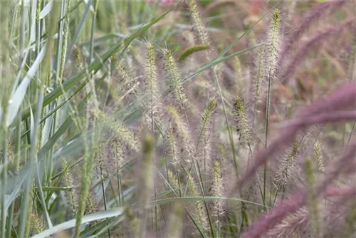 Garten-Federborstengras - Pennisetum alopecuroides 'Hameln'