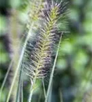 Garten-Federborstengras - Pennisetum alopecuroides 'Hameln'