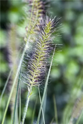 Garten-Federborstengras - Pennisetum alopecuroides 'Hameln'