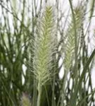 Garten-Federborstengras - Pennisetum alopecuroides 'Hameln'