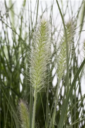 Garten-Federborstengras - Pennisetum alopecuroides 'Hameln'