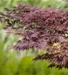 Fächerahorn - Acer palmatum - Ziergehölze