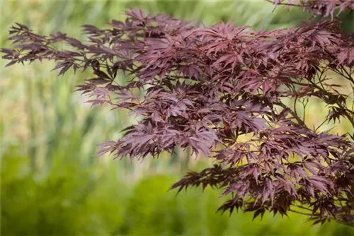 Fächerahorn - Acer palmatum - Ziergehölze