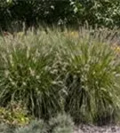 Garten-Federborstengras - Pennisetum alopecuroides 'Hameln'