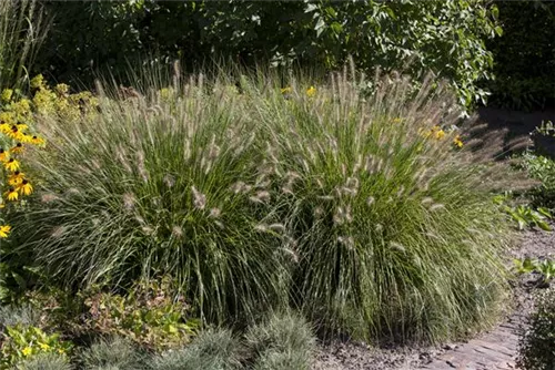 Garten-Federborstengras - Pennisetum alopecuroides 'Hameln'