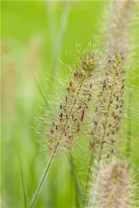 Garten-Federborstengras - Pennisetum alopecuroides 'Hameln'