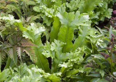 Phyllitis scolopendrium - Hirschzungenfarn