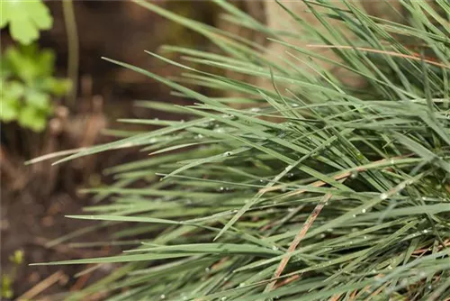 Blaugraues Schillergras - Koeleria glauca