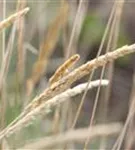 Blaugraues Schillergras - Koeleria glauca