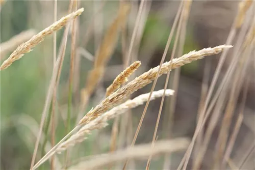 Blaugraues Schillergras - Koeleria glauca