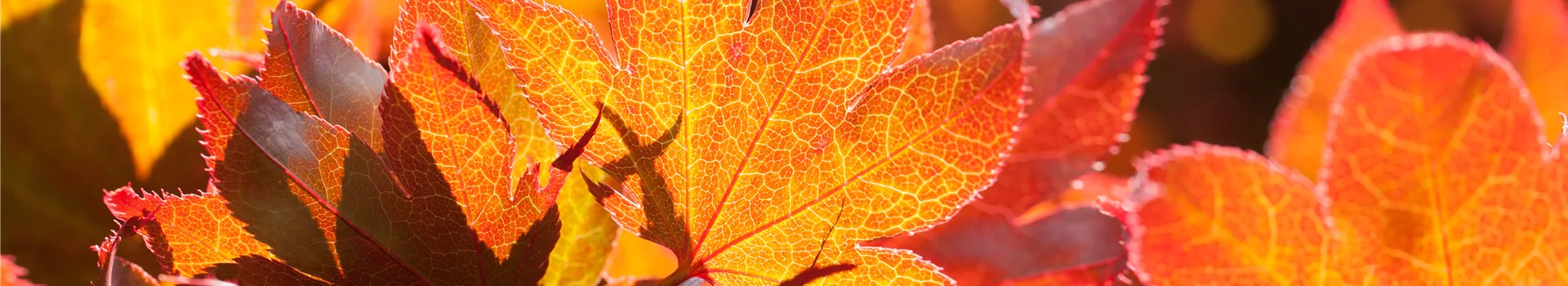 Der herbstliche Garten schön in Form