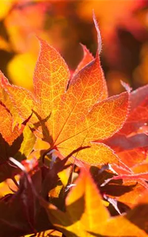 Acer palmatum 'Fireglow'