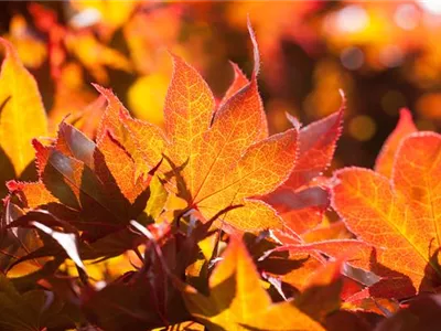 Der herbstliche Garten schön in Form