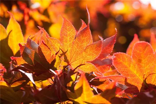 Fächerahorn 'Fireglow' - Acer palmatum 'Fireglow'