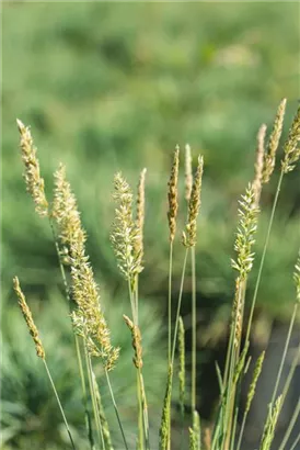 Blaugraues Schillergras - Koeleria glauca