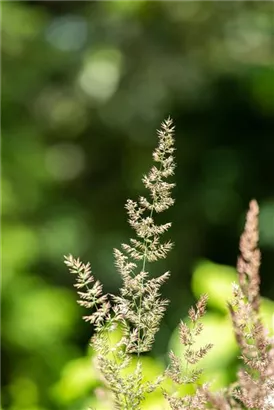 Blaugraues Schillergras - Koeleria glauca