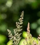 Blaugraues Schillergras - Koeleria glauca